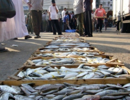 Fischmarkt von Gaza